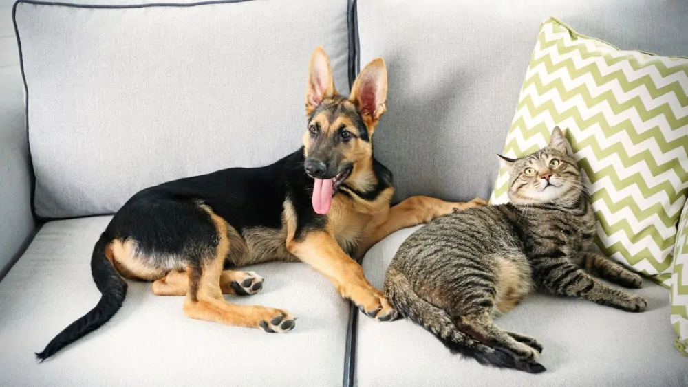 10 Dicas de como proteger o sofá de cachorros e gatos