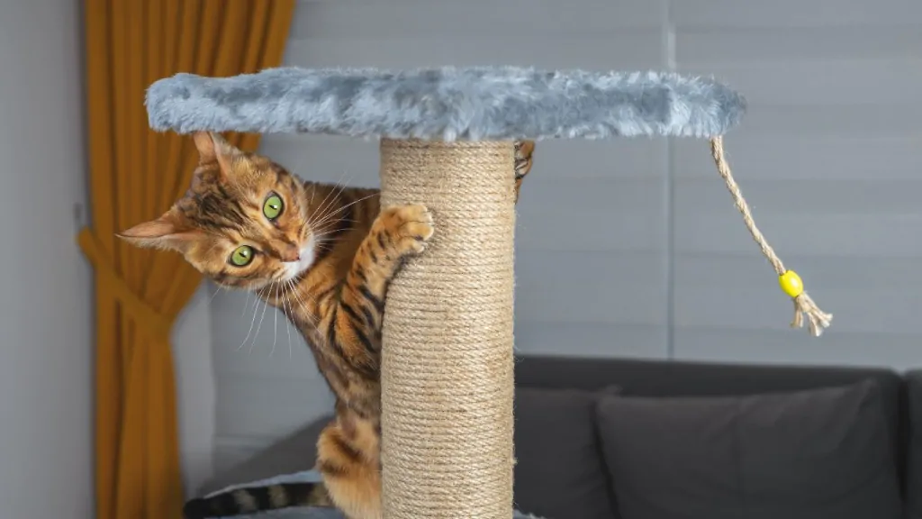 Gato pendurado em arranhador.