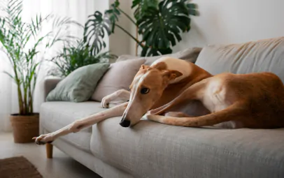 Como tirar odor de xixi de cachorro do sofá: guia completo