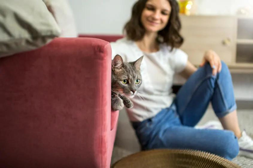 Como tirar pelo de gato do sofá: guia definitivo para donos de pets